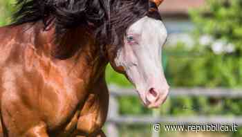 Gennaro Lendi con One Mr JJ: il re del reining vince ancora, il Derby è suo - la Repubblica