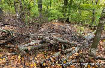 Opinion: A better approach to conservation in Concord - Concord Monitor