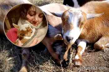 Cuddle With Mini Goats Thanks to Rhode Island Airbnb Experience - Fun 107