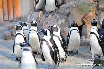 Allwetterzoo Münster lädt zum Welt-Pinguin-Tag ein