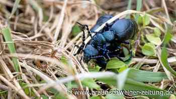 Saisonbeginn: So giftig ist der Schwarzblaue Ölkäfer