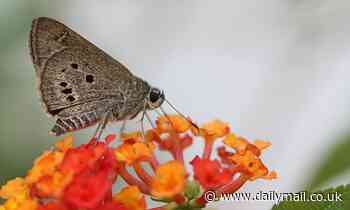 Warming climate and intensive agriculture have HALVED insect populations in some parts of the world