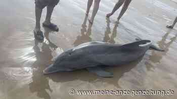 Strandbesucher quälen gestrandeten Delfin – Rettung kommt zu spät