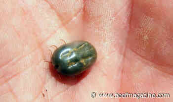 Texas A&amp;M cattle fever tick research gets $1 million boost