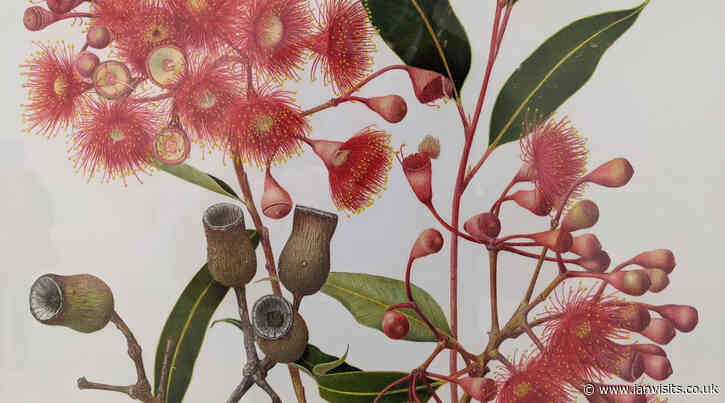 The RHS Botanical Art and Photography Show