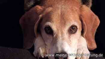 Hunde wissen ganz genau, was sie tun, wenn sie uns mit ihren „Welpenaugen“ ansehen