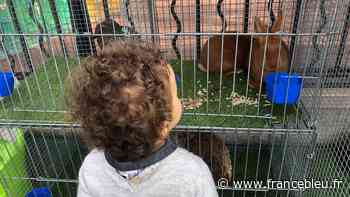 VIDÉO - À Nice, des poules et des lapins installés dans la cour de récréation pour les tout petits - France Bleu