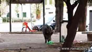 Prati, i cinghiali hanno preso dimora a viale Mazzini