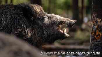 Wildschweine mitten in Köln: „Schon an Nähe zu Menschen gewöhnt“