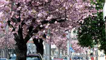 So feiert Oberhausen drei Tage lang sein Kirschblütenfest