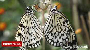 Climate change and farming driving insect decline