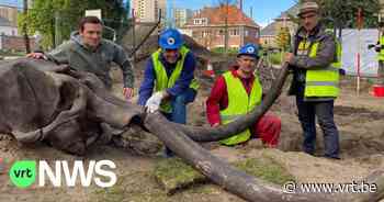 Replica opgegraven mammoetskelet in Hoboken: "Stunt om komst van echte skelet aan te kondigen" - VRT NWS
