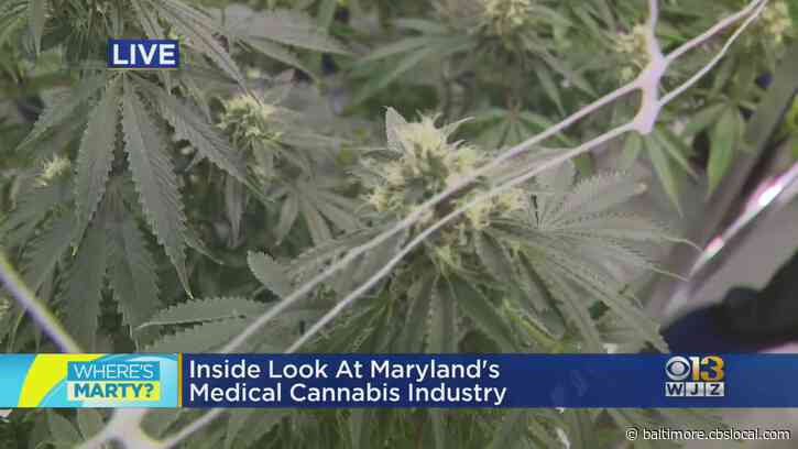 Where’s Marty? Scoping Out The Inner Workings Of Curio Wellness’s Medical Cannabis Facility