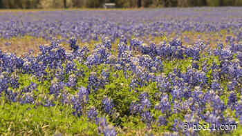 It's bluebonnet season in Texas!
