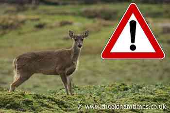 Urgent A62 plea after three deer killed on Oldham road - The Oldham Times