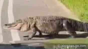 WATCH:  Alligator seen sauntering through Florida neighborhood