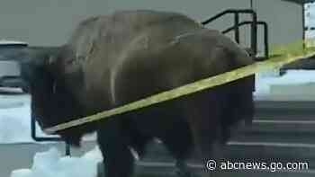 WATCH:  Bison tears down safety tape outside hotel