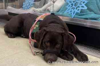Training underway for Red Deer Public Library's own service dog – Red Deer Advocate - Red Deer Advocate