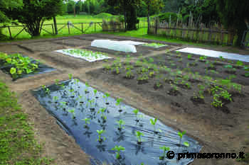Tenax, la plasticoltura del verde - Prima Saronno