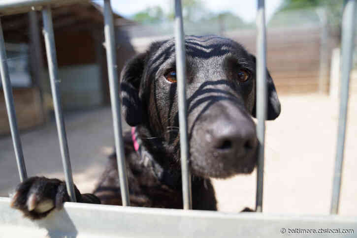 Baltimore County Animal Services Waives Dog Adoption Fees