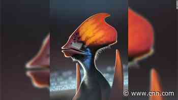 Pterosaurs were covered with colorful feathers, study says