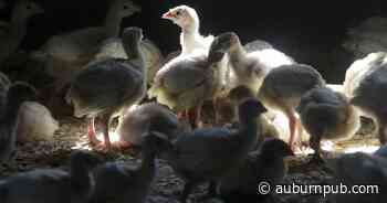 Avian flu detected in wild birds in Cayuga, other NY counties - The Citizen