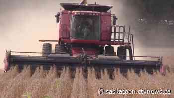 Sask. farmer not expecting good crop, as fields remain dry