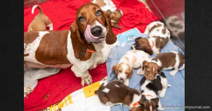 Entire Basset Hound Family Finds Forever Homes after Mom Is Found Emaciated with Mouth Zip-Tied Shut