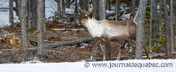 Habitat du caribou: Québec et Ottawa doivent collaborer pour sa protection