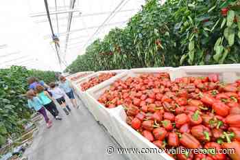 Greenhouse gas emissions exempted, for big BC greenhouses – Comox Valley Record - Comox Valley Record