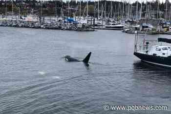 Video: Orcas swimming in Comox Marina – Parksville Qualicum Beach News - Parksville-Qualicum Beach News
