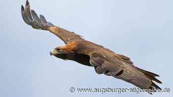 Alpen: Nachwuchs im Anflug: Bei den Steinadlern beginnt die Brutzeit | Augsburger Allgemeine - Augsburger Allgemeine