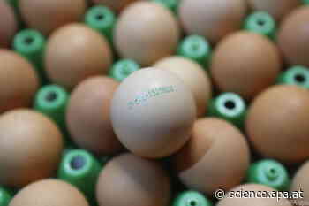 Archäologen finden ältestes verzehrtes Hühnerei nördlich der Alpen - APA-Science