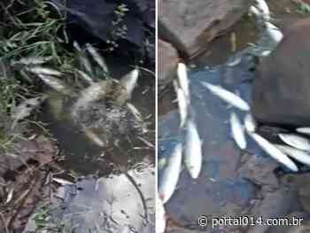 Moradores registram peixes mortos no Rio Paranapanema em Piraju - Portal 014
