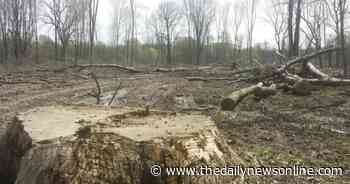 Master Gardener: Put some thought into replacing dead ash trees - The Daily News Online