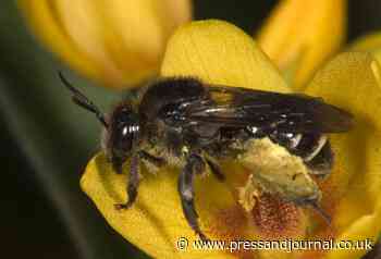 How to rewild your garden: Advice from a Fraserburgh gardener - The Press & Journal