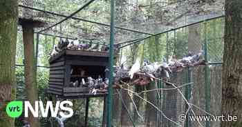 Verbod op houden van dieren voor vijftiger uit Bocholt: 425 dieren leefden in erbarmelijke omstandigheden - VRT NWS