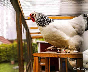 Nieuwe vogelgriepuitbraak bij vogelhandelaar in Bocholt | VILT vzw - Vilt