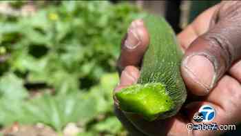 Celebrity chef and master gardener in North Long Beach uses urban farm to teach youth how to harvest and cook farm to table meals - KABC-TV