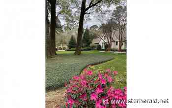 The Gestalt Gardener: How to cover up exposed tree roots - Kosciusko Star Herald