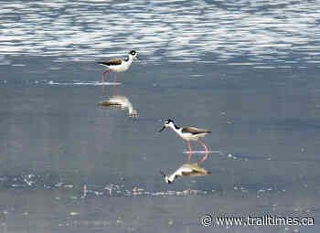 Creston Valley Bird Festival celebrates 10th anniversary this May - Trail Times