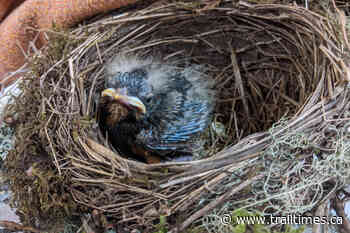 Nelson teen wins UBC Okanagan short story contest - Trail Times