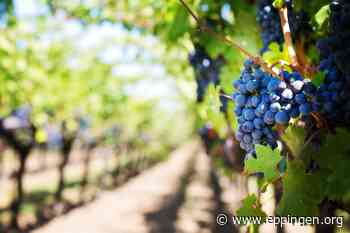 ▷ Kraichtaler Weinwanderung - Eppingen.org
