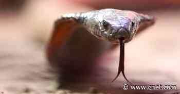 Water Filter Company Says It Doesn't Remove Snake Venom Amid Outlandish COVID Conspiracy     - CNET