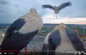 Störche nisten auf Lokwelt – und die Stadt schaut via Webcam zu - Passauer Neue Presse - PNP.de