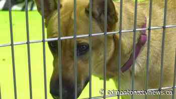 Edmonton animal rescues: Organizations issue cry for help - CTV News Edmonton