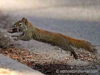 Edmonton weather: I'm officially over writing about snow in the forecast - Edmonton Journal
