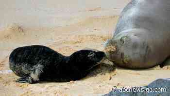 Birth of endangered Hawaiian monk seal caught on camera