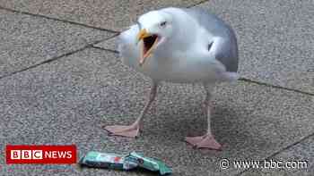 Health store targeted by shoplifting seagull in Cornwall - BBC.com