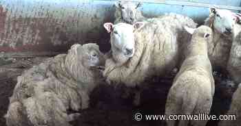 Farmer guilty of causing 'unnecessary suffering' avoids prison - Cornwall Live